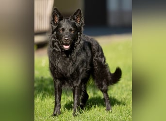 Raffi - sensibler Hund sucht sicheren Menschen - Tierhilfe Franken e.V.