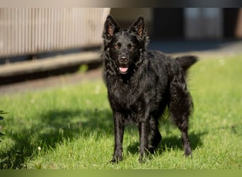 Raffi - sensibler Hund sucht sicheren Menschen - Tierhilfe Franken e.V.