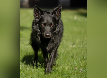 Raffi - sensibler Hund sucht sicheren Menschen - Tierhilfe Franken e.V.