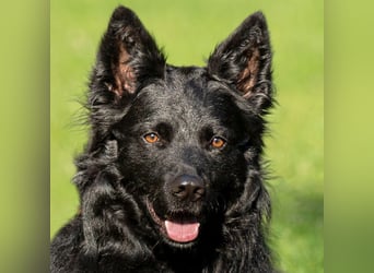 Raffi - sensibler Hund sucht sicheren Menschen - Tierhilfe Franken e.V.