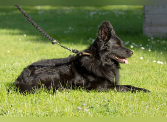 Raffi - sensibler Hund sucht sicheren Menschen - Tierhilfe Franken e.V.