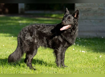 Raffi - sensibler Hund sucht sicheren Menschen - Tierhilfe Franken e.V.