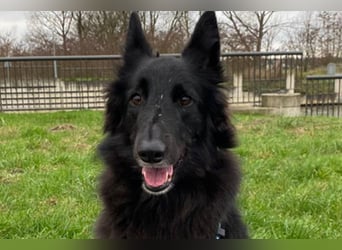 Nala ❤️ liebevolles, menschenbezogenes Fellnäschen!