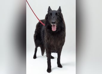 Nala ❤️ liebevolles, menschenbezogenes Fellnäschen!