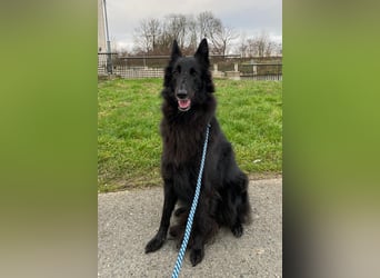 Nala ❤️ liebevolles, menschenbezogenes Fellnäschen!