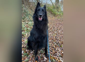 Nala ❤️ liebevolles, menschenbezogenes Fellnäschen!