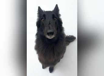 Nala ❤️ liebevolles, menschenbezogenes Fellnäschen!