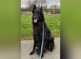 Nala ❤️ liebevolles, menschenbezogenes Fellnäschen!