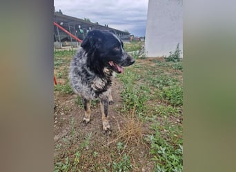 Ruby, lieb und gutmütig
