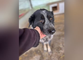 Ruby, lieb und gutmütig