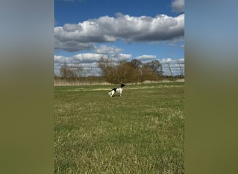 Großer Münsterländer Fino sucht ein neues Zuhause!