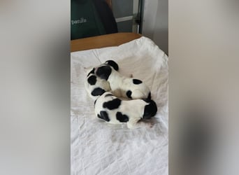 Großer Münsterländerwelpen