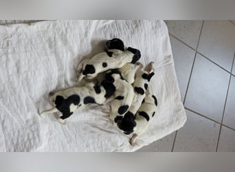 Großer Münsterländerwelpen