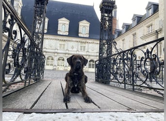 Assistenzhund Deckrüde Großer Schweizer Sennen x Antikdogge