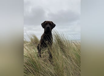 Assistenzhund Deckrüde Großer Schweizer Sennen x Antikdogge