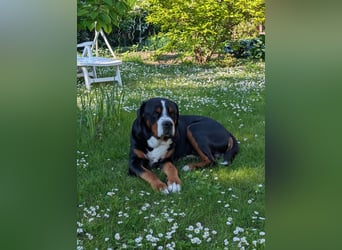 Eingetragener, untersuchter Großer Schweizer Sennenhund Deckrüde mit Auszeichnungen