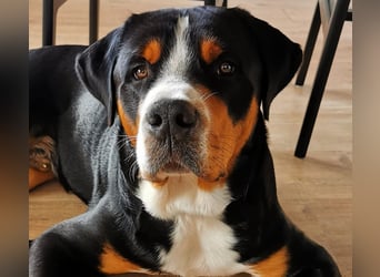 Eingetragener, untersuchter Großer Schweizer Sennenhund Deckrüde mit Auszeichnungen