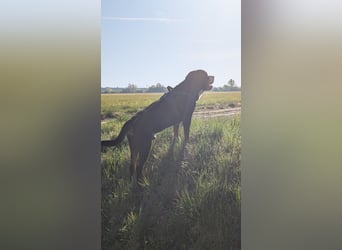 Eingetragener, untersuchter Großer Schweizer Sennenhund Deckrüde mit Auszeichnungen