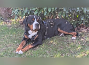 Eingetragener, untersuchter Großer Schweizer Sennenhund Deckrüde mit Auszeichnungen