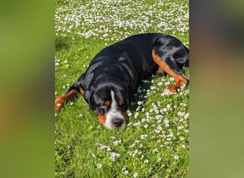 Eingetragener, untersuchter Großer Schweizer Sennenhund Deckrüde mit Auszeichnungen