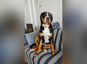 Eingetragener, untersuchter Großer Schweizer Sennenhund Deckrüde mit Auszeichnungen