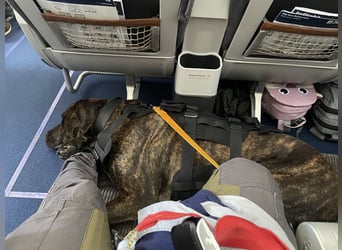 Deckrüde Großer Schweizer Sennen Cane Corso Dogge