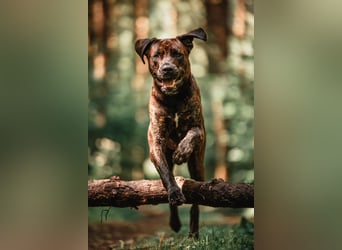 Deckrüde Großer Schweizer Sennen Cane Corso Dogge