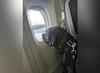 Deckrüde Großer Schweizer Sennen Cane Corso Dogge