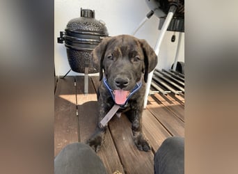 Deckrüde Großer Schweizer Sennen Cane Corso Dogge