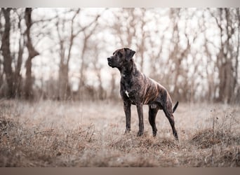 Deckrüde Großer Schweizer Sennen Cane Corso Dogge