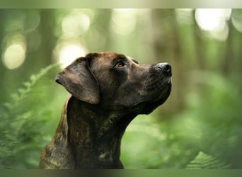 Deckrüde Großer Schweizer Sennen Cane Corso Dogge