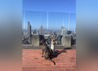 Deckrüde Großer Schweizer Sennen Cane Corso Dogge