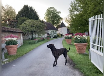 Deckrüde Großer Schweizer Sennen Cane Corso Dogge