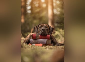 Assistenzhund Deckrüde Großer Schweizer Sennen x Antikdogge