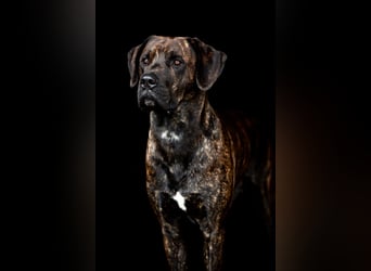 Assistenzhund Deckrüde Großer Schweizer Sennen x Antikdogge