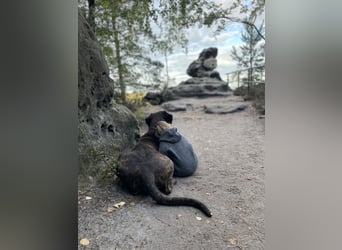 Assistenzhund Deckrüde Großer Schweizer Sennen x Antikdogge