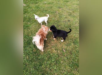 Große Schweizer Sennenhund Welpen