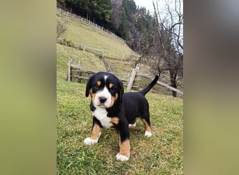 Große Schweizer Sennenhund Welpen