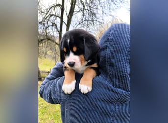 Große Schweizer Sennenhund Welpen