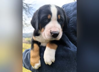 Große Schweizer Sennenhund Welpen