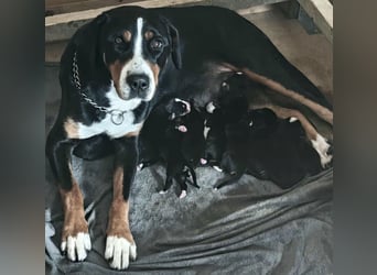 Große Schweizer Sennenhund Welpen