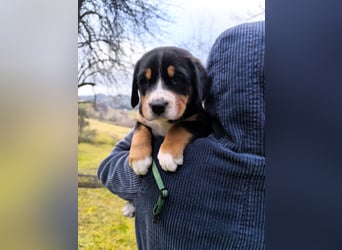 Große Schweizer Sennenhund Welpen