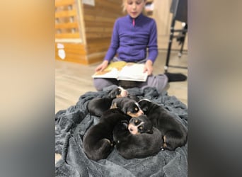 Große Schweizer Sennenhund Welpen