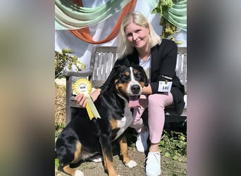 Große Schweizer Sennenhund Welpen