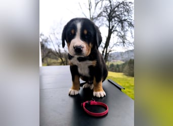 Große Schweizer Sennenhund Welpen