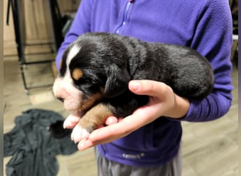 Große Schweizer Sennenhund Welpen