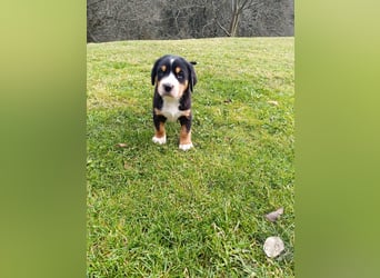 Große Schweizer Sennenhund Welpen