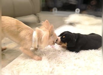 Große Schweizer Sennenhund Welpen