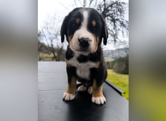 Große Schweizer Sennenhund Welpen