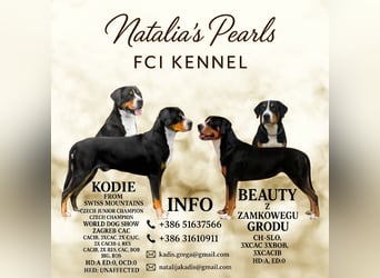 Große Schweizer Sennenhund Welpen